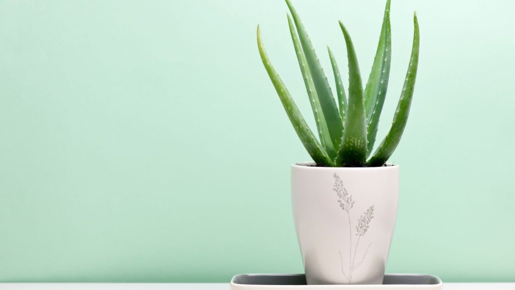 Aloe Vera Home Office
