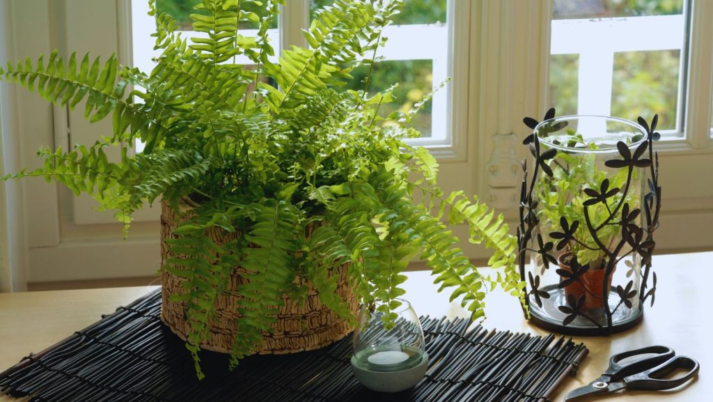 Boston Fern at Home Office