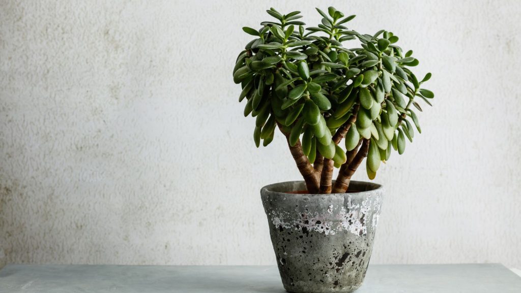 Jade Plant Home Office