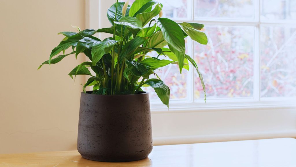 Peace Lily at Home Office