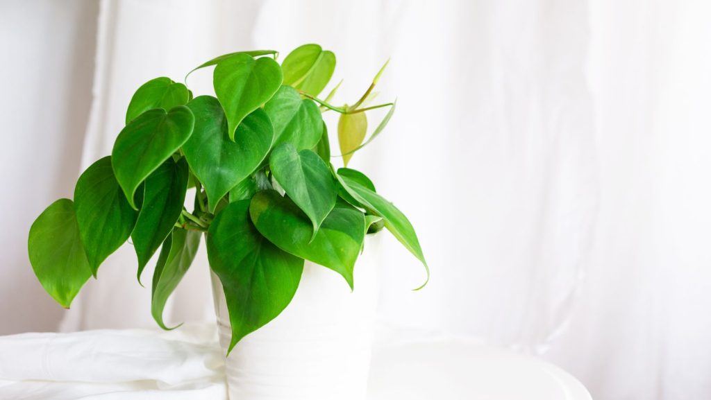 Philodendron at Home Office