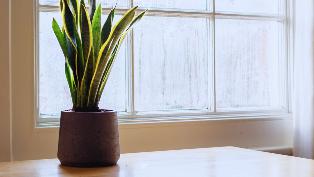 Snake Plant at Home Office