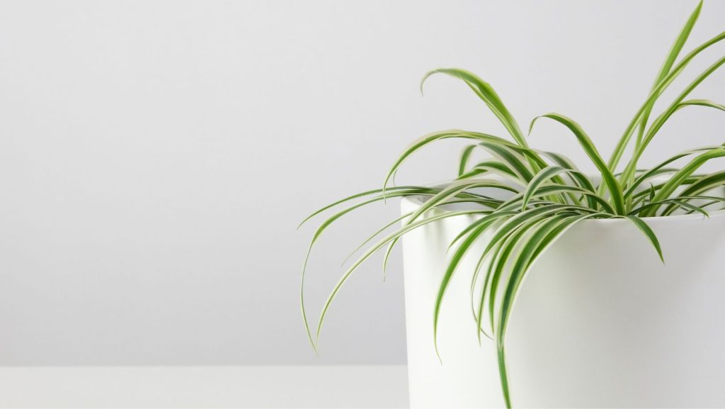 Spider Plant at Home Office