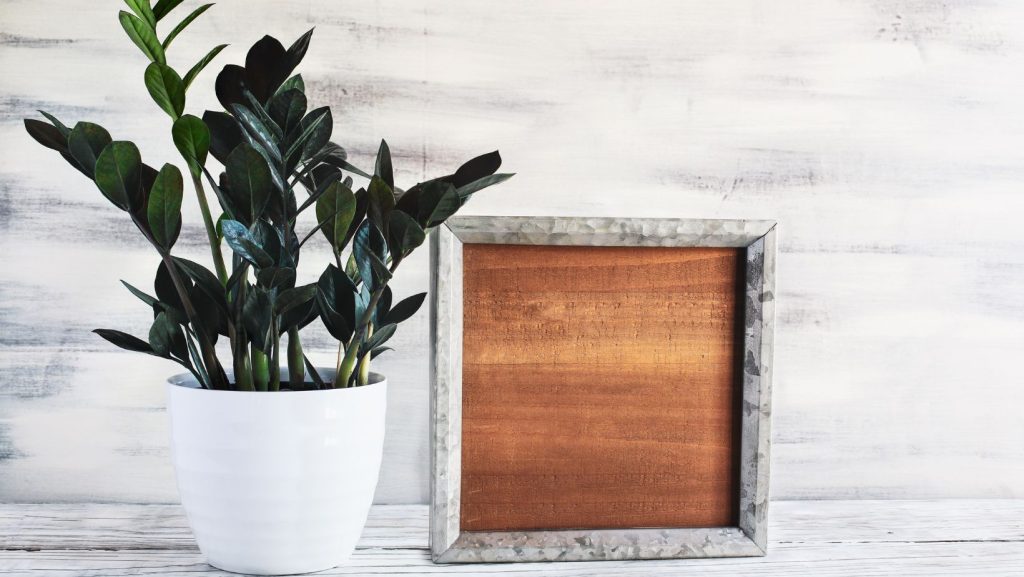 ZZ Plant Home Office